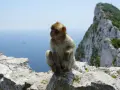 Małpka siedzi na skale na Gibraltarze. Czy na Gibraltar potrzebny jest paszport? Nie, ale warto mieć dowód osobisty.