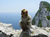 Małpka siedzi na skale na Gibraltarze. Czy na Gibraltar potrzebny jest paszport? Nie, ale warto mieć dowód osobisty.