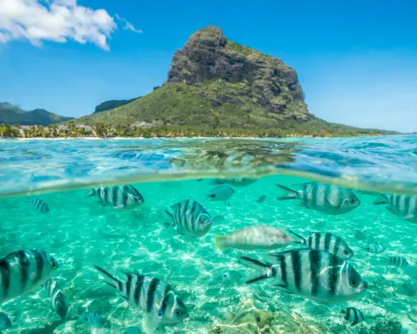 Podwodny świat z rybami i góra Le Morne Brabant na Mauritiusie. Czy na Mauritius jest bezpiecznie? Tak, to raj dla nurków.