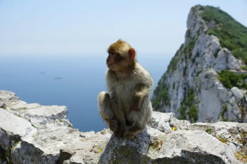 Małpka siedzi na skale na Gibraltarze. Czy na Gibraltar potrzebny jest paszport? Nie, ale warto mieć dowód osobisty.
